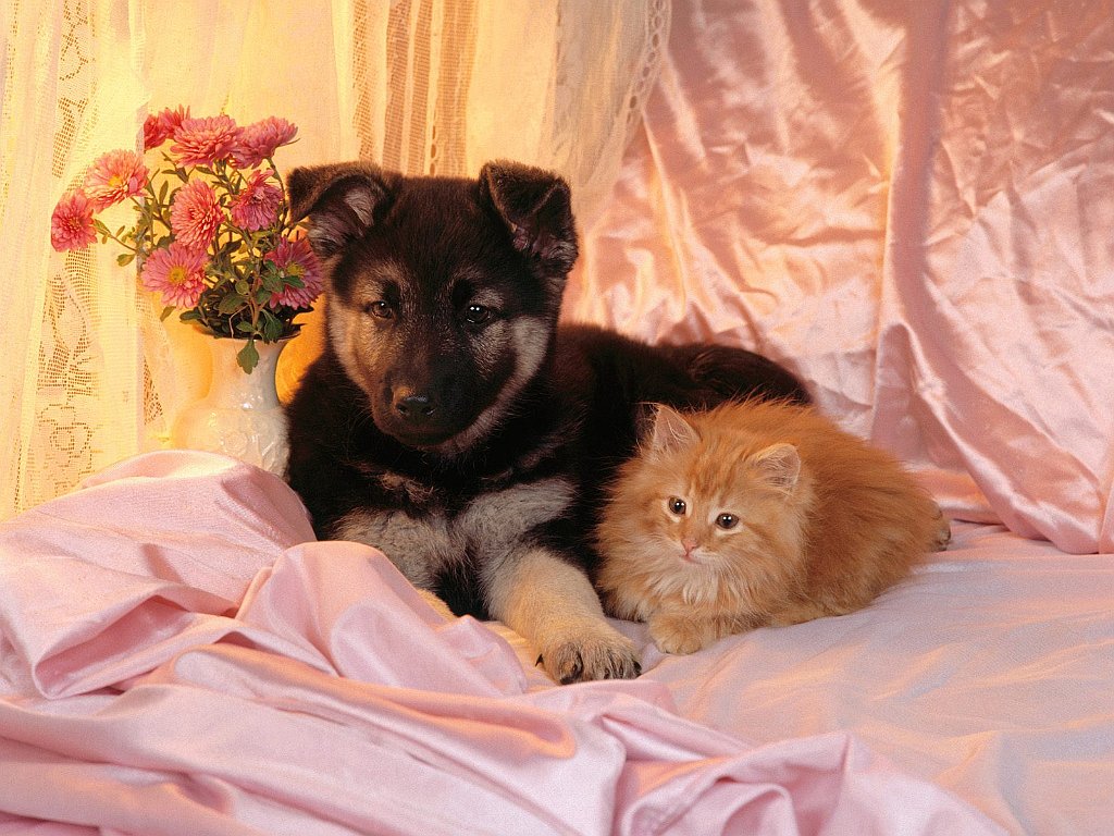 Unlikely Bedfellows